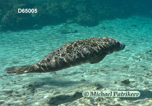 West Indian Manatee (Trichechus manatus)